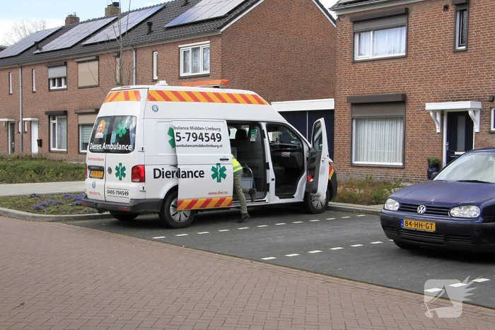 Kat gewond na val achter woning
