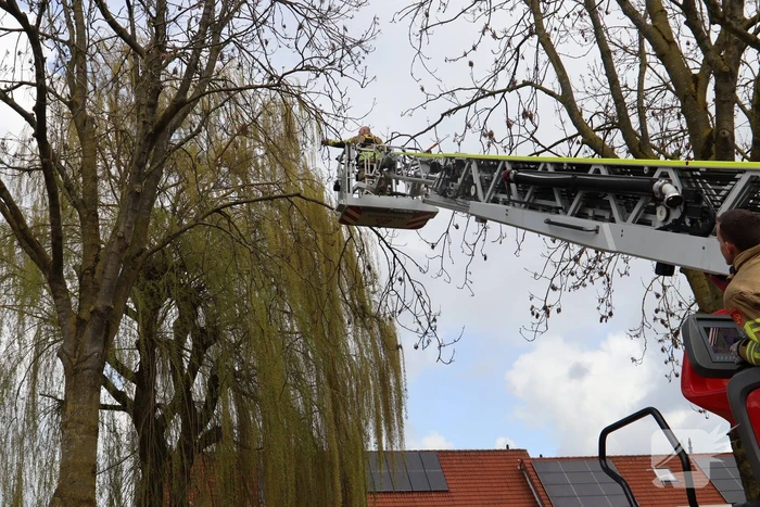 Brandweer redt kat uit boom
