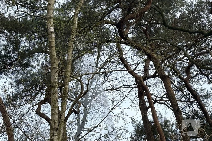 Brandweer redt kat uit boom