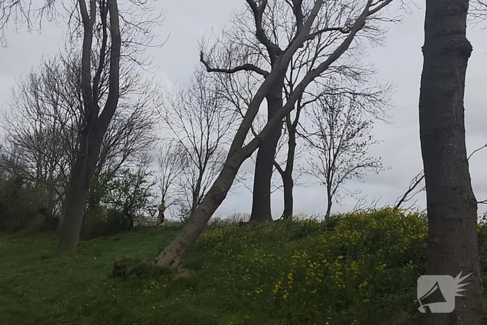 Gevaarlijke situatie door dreigende boomval