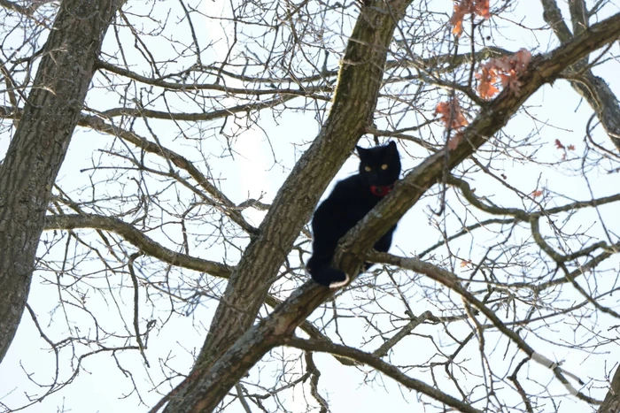 Brandweer redt kat uit boom