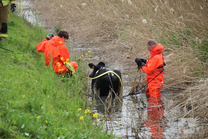 Brandweer redt koe uit sloot