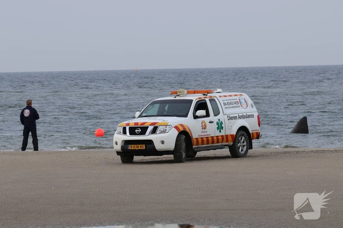 nieuws oude hoevepad renesse