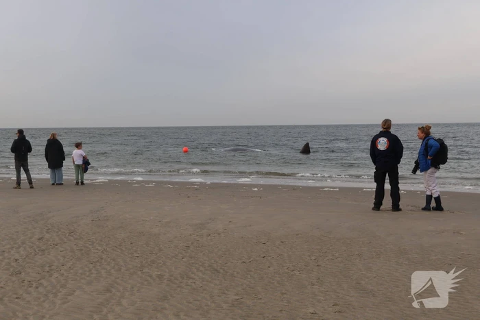 Dode potvis aangespoeld bij strand