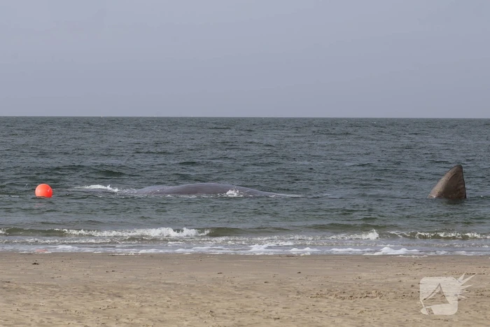 Dode potvis aangespoeld bij strand