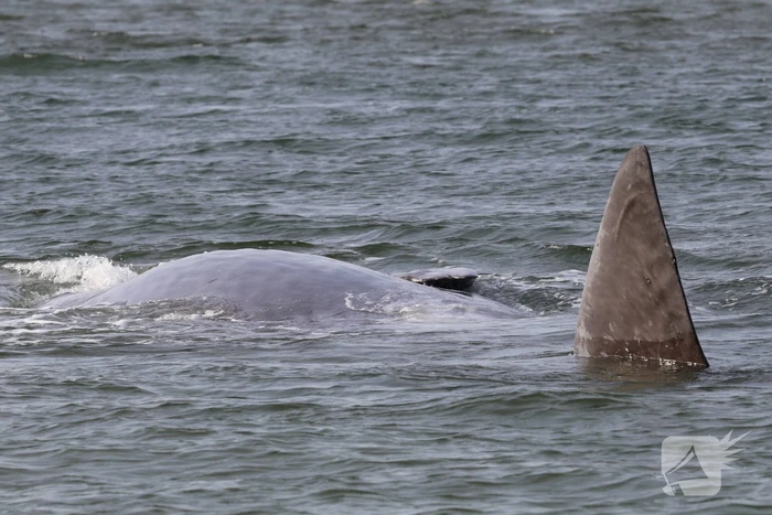 Dode potvis aangespoeld bij strand