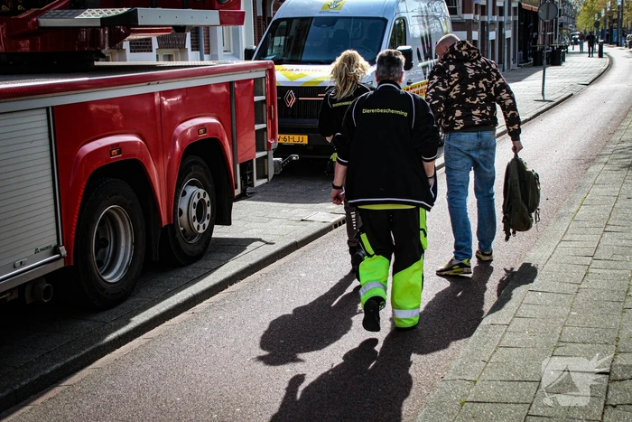 Brandweer redt neilganzen uit schoorsteen