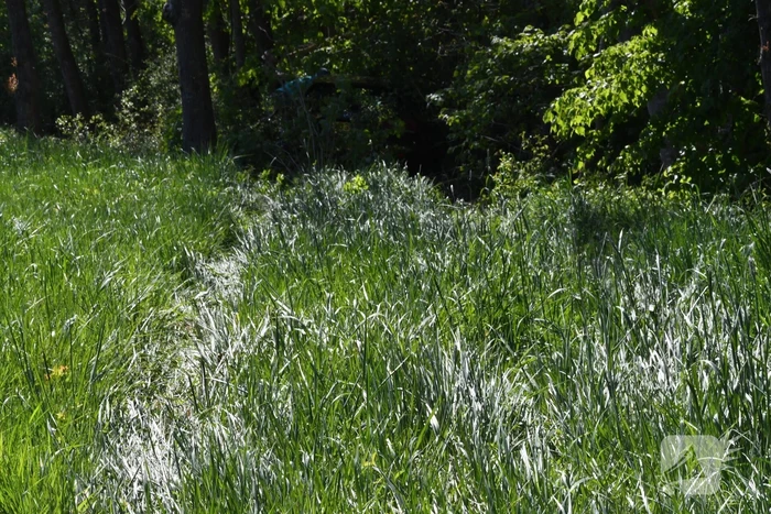 Bestuurster rakelings langs bomen bij ongeval