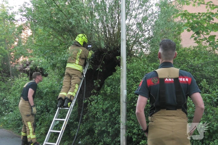 Brand in berm en boom bestreden door brandweer