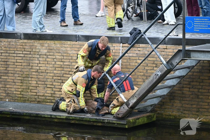 Brandweer redt ree uit het water