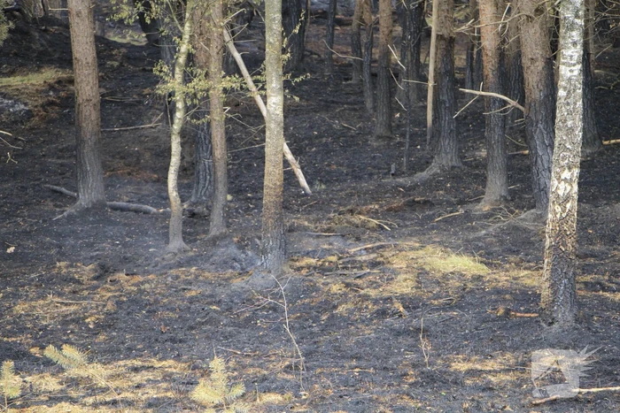 Schade door natuurbrand goed zichtbaar