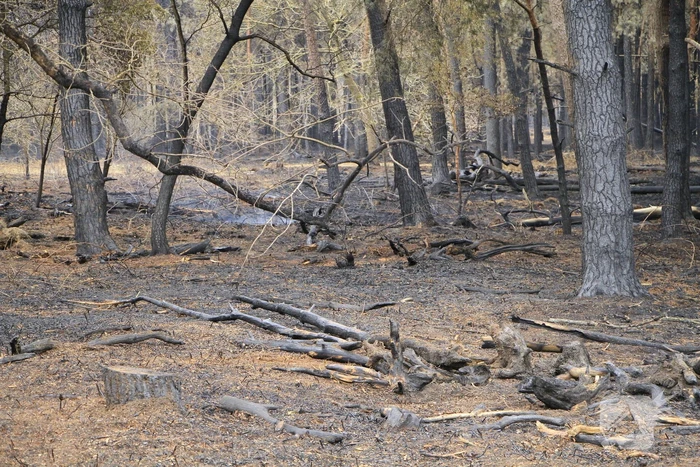 Schade door natuurbrand goed zichtbaar