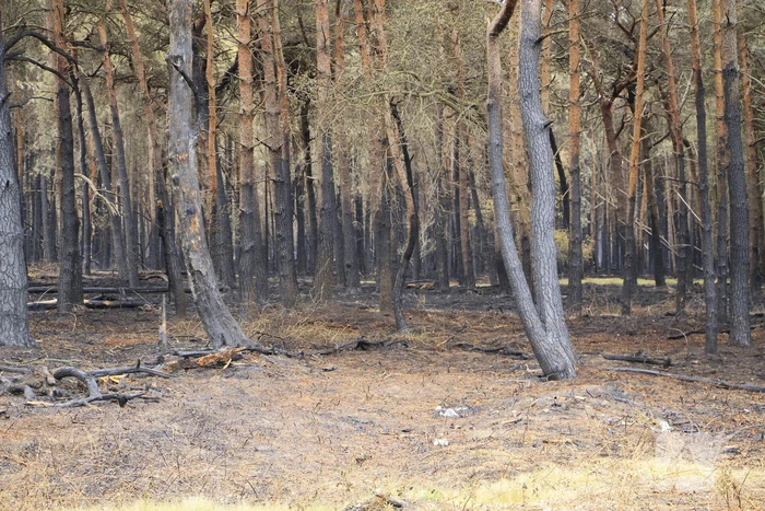 Schade door natuurbrand goed zichtbaar
