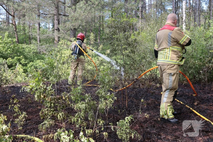 Brand in bosgebied onder controle