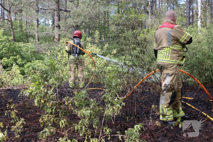 Brand in bosgebied onder controle