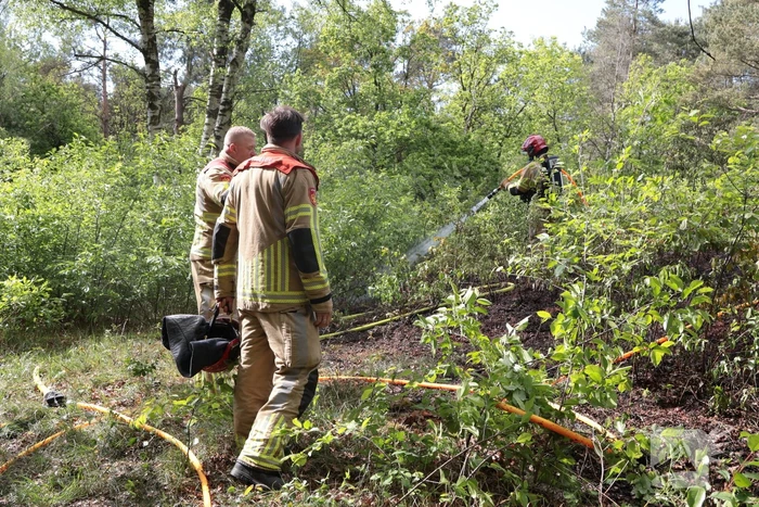 Brand in bosgebied onder controle