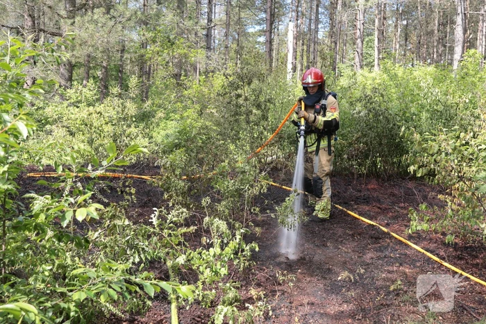 Brand in bosgebied onder controle