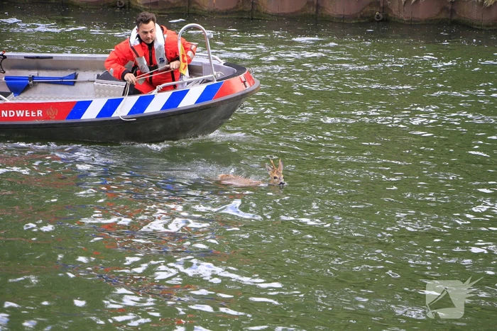 Ree sterft na reddingsactie van brandweer