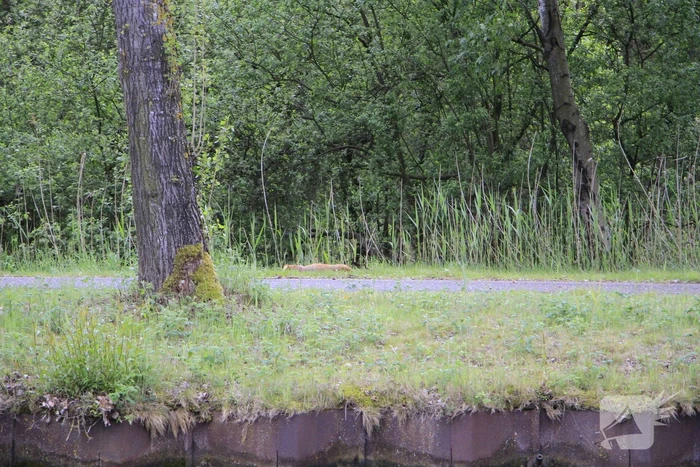 Ree sterft na reddingsactie van brandweer