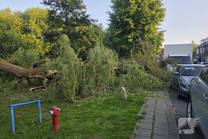 Grote tak breekt uit boom vandaan