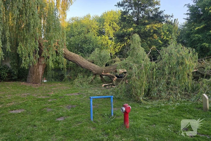 Grote tak breekt uit boom vandaan