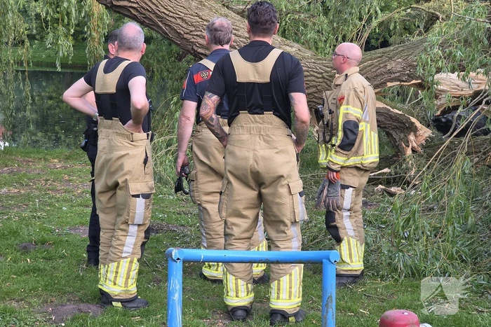 Grote tak breekt uit boom vandaan