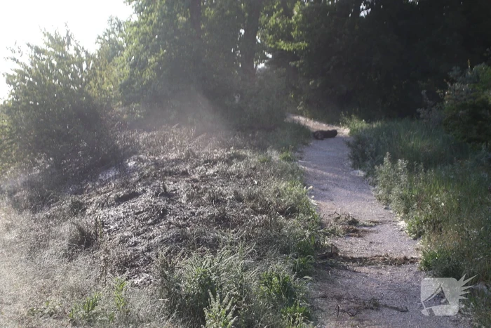 Brandweer bestrijdt flinke duinbrand