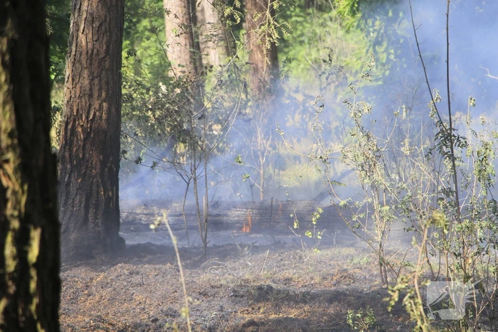 Grote brand in bosgebied snel geblust