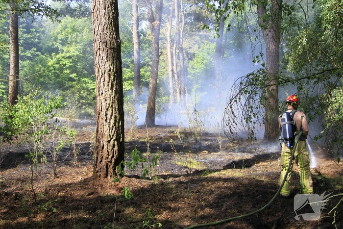 Grote brand in bosgebied snel geblust