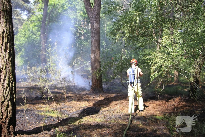 Grote brand in bosgebied snel geblust