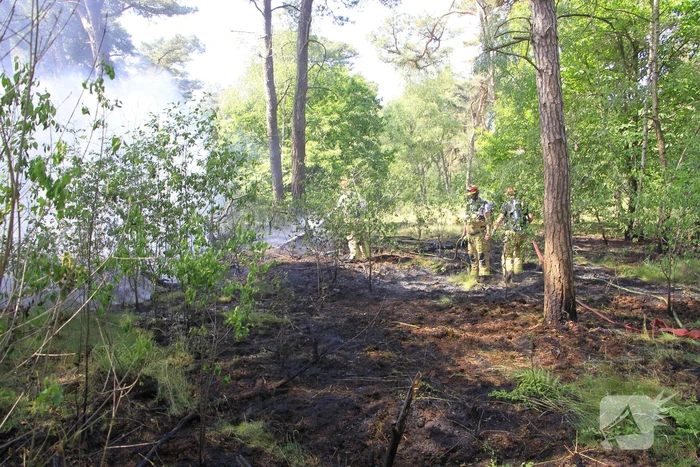 Grote brand in bosgebied snel geblust