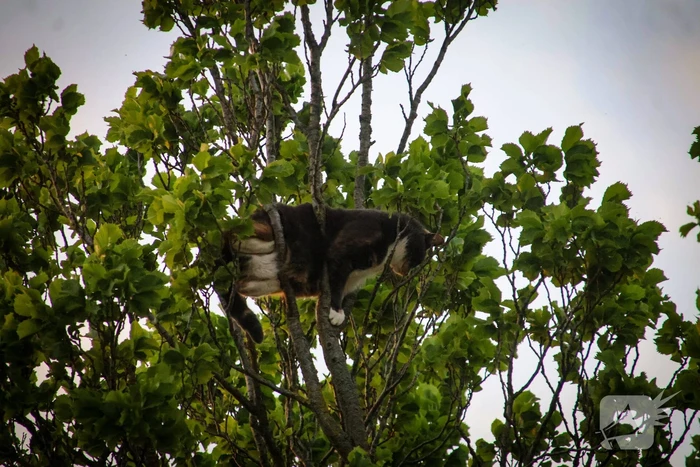 Brandweer redt kat uit boom na mislukte poging van omstander