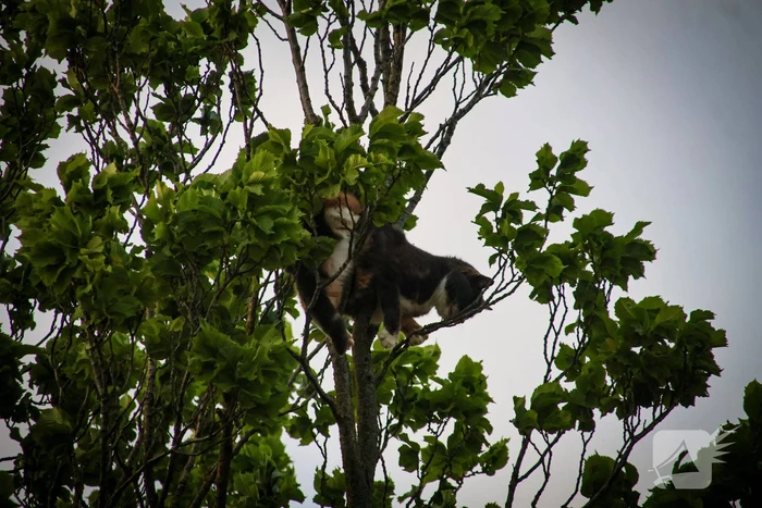 Brandweer redt kat uit boom na mislukte poging van omstander