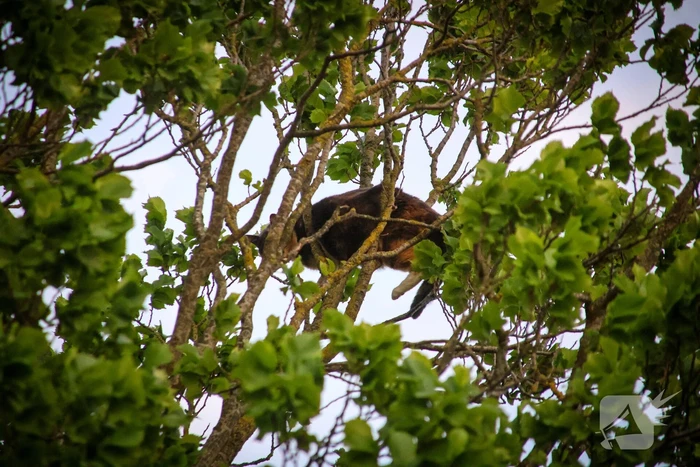 Brandweer redt kat uit boom na mislukte poging van omstander
