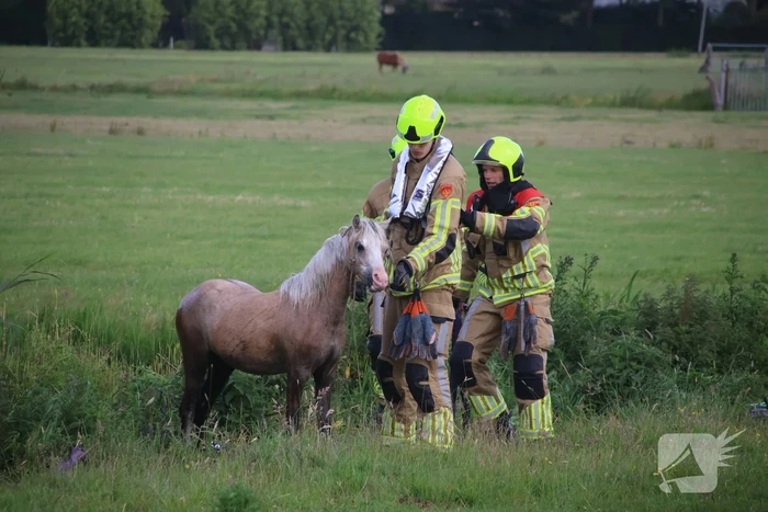 Brandweer redt paard uit water