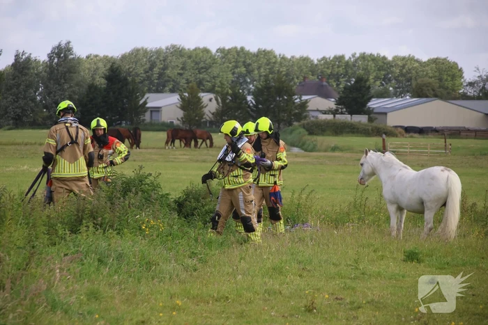 Brandweer redt paard uit water