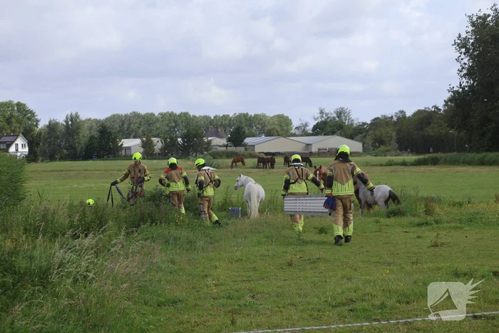 Brandweer redt paard uit water