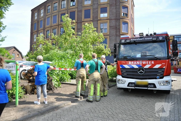 Geparkeerde personenauto's beschadigd door omgevallen boom