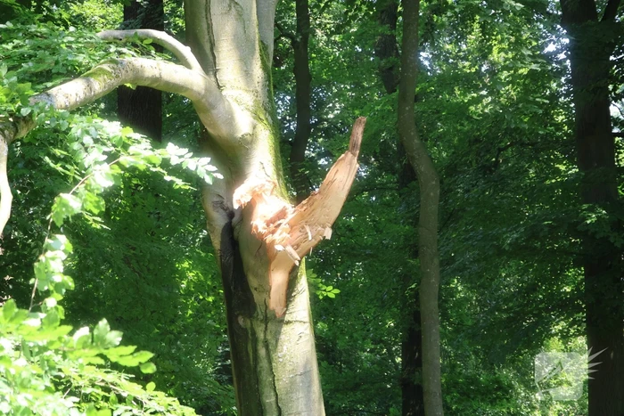 Storm richt ravage aan in park: paden geblokkeerd en gevaar door loshangende takken