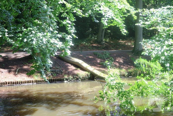 Storm richt ravage aan in park: paden geblokkeerd en gevaar door loshangende takken