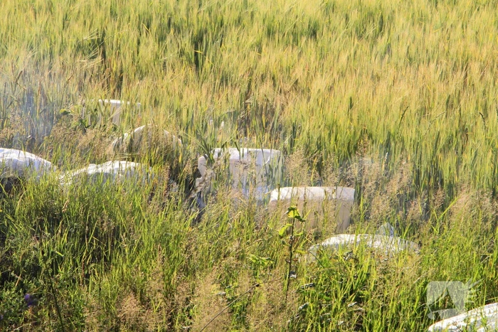 Dampende vaatjes gedumpt langs de weg