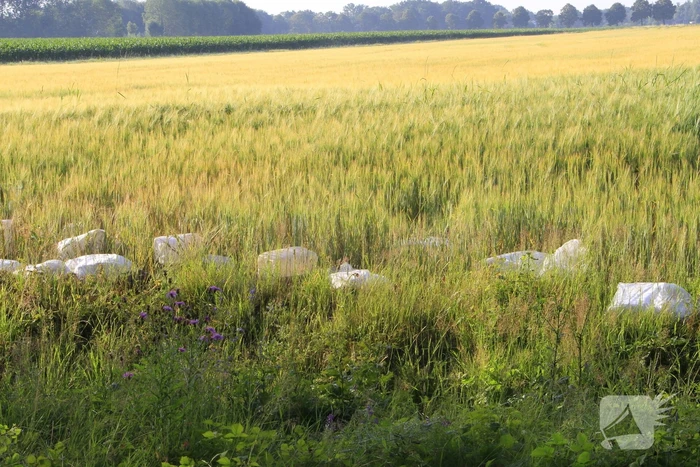 Dampende vaatjes gedumpt langs de weg