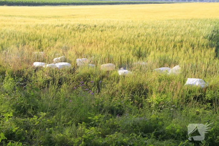 Dampende vaatjes gedumpt langs de weg