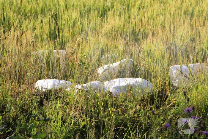Dampende vaatjes gedumpt langs de weg