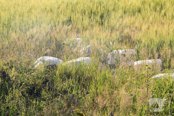 Dampende vaatjes gedumpt langs de weg