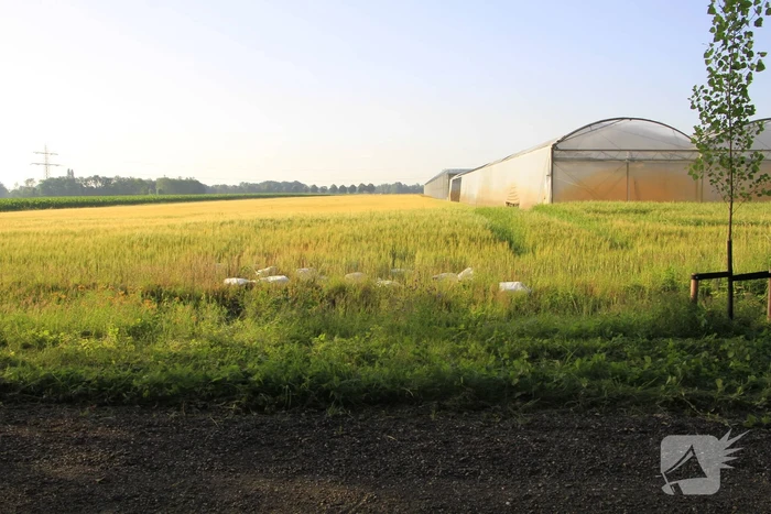Dampende vaatjes gedumpt langs de weg