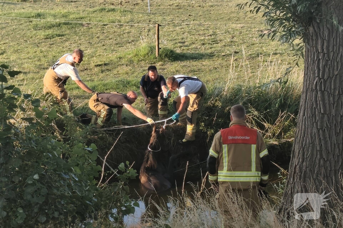 Hulpdiensten redden paard uit sloot