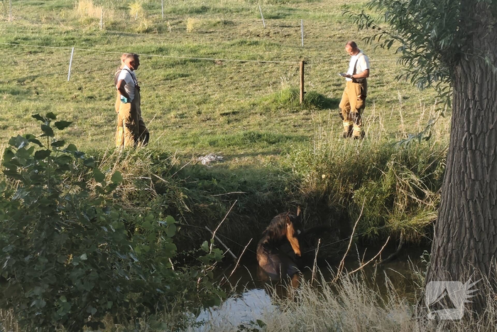 Hulpdiensten redden paard uit sloot