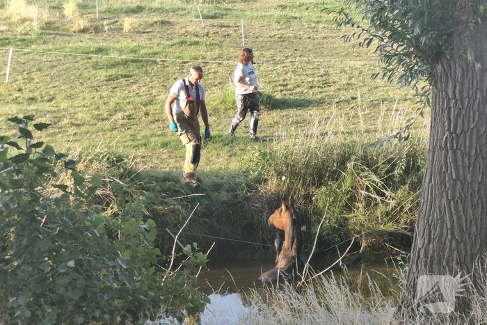 Hulpdiensten redden paard uit sloot