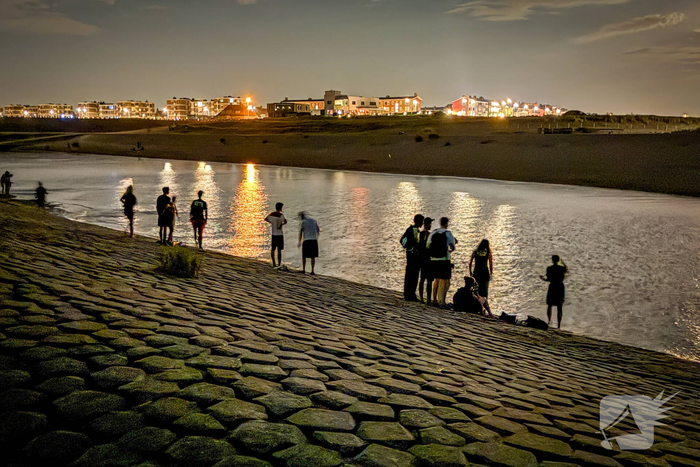 Vele strandgangers op de loer voor zeevonk